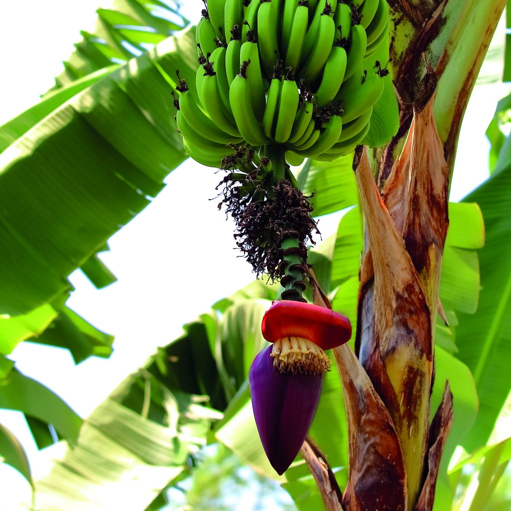 Hier gibt Mutter Natur mal richtig an: eine Bananenstaude wie aus dem Bilderbuch.